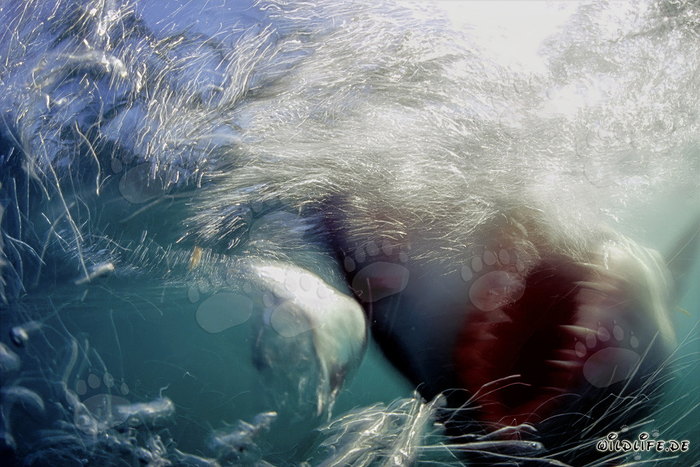 Impresionante vista: tiburón blanco emerge desde las profundidades