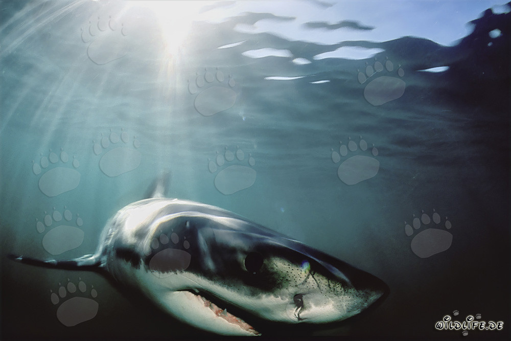 Great White Shark hunting near Geyser Rock