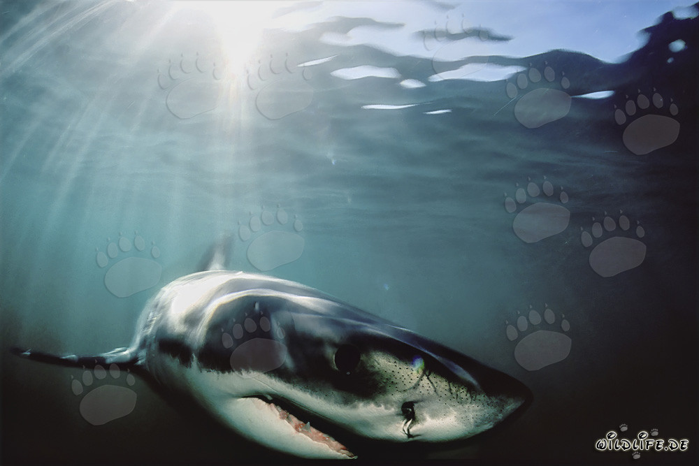 Requin blanc chassant près de Geyser Rock
