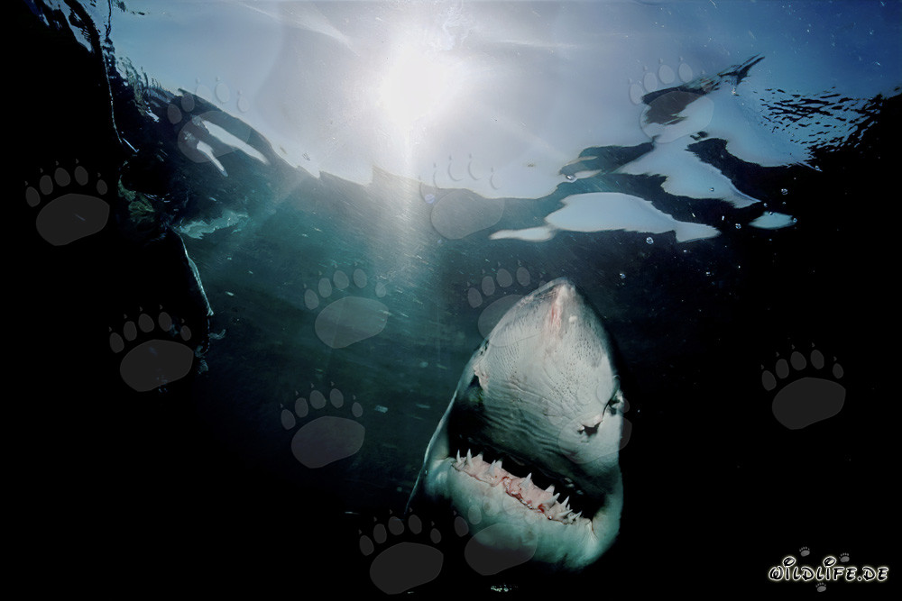 Grand requin blanc majestueux sur son chemin vers la lumière