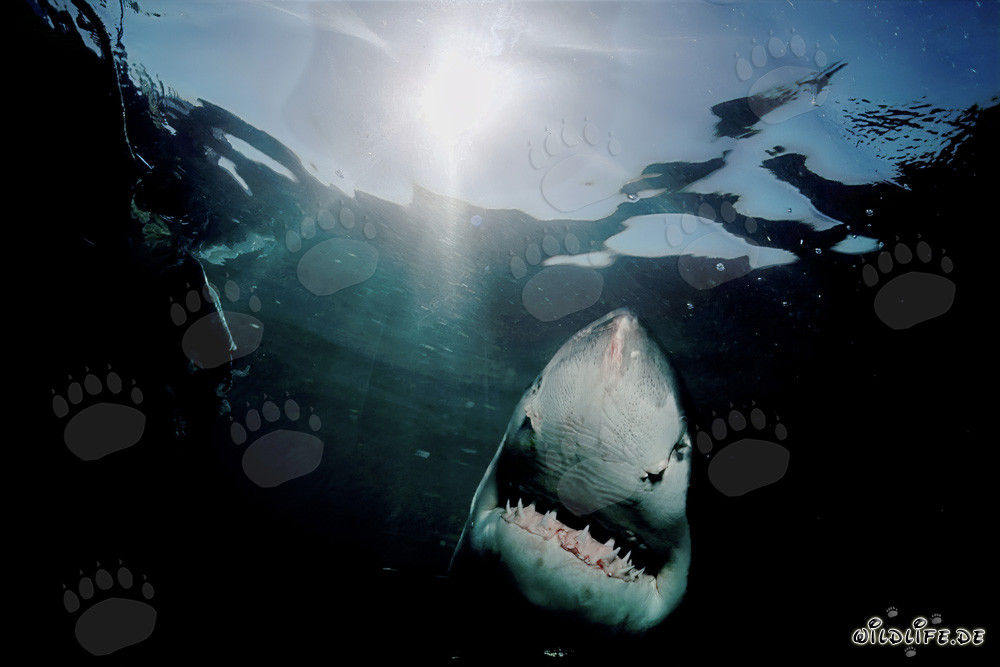 Majestic Great White Shark on its Journey toward the Light