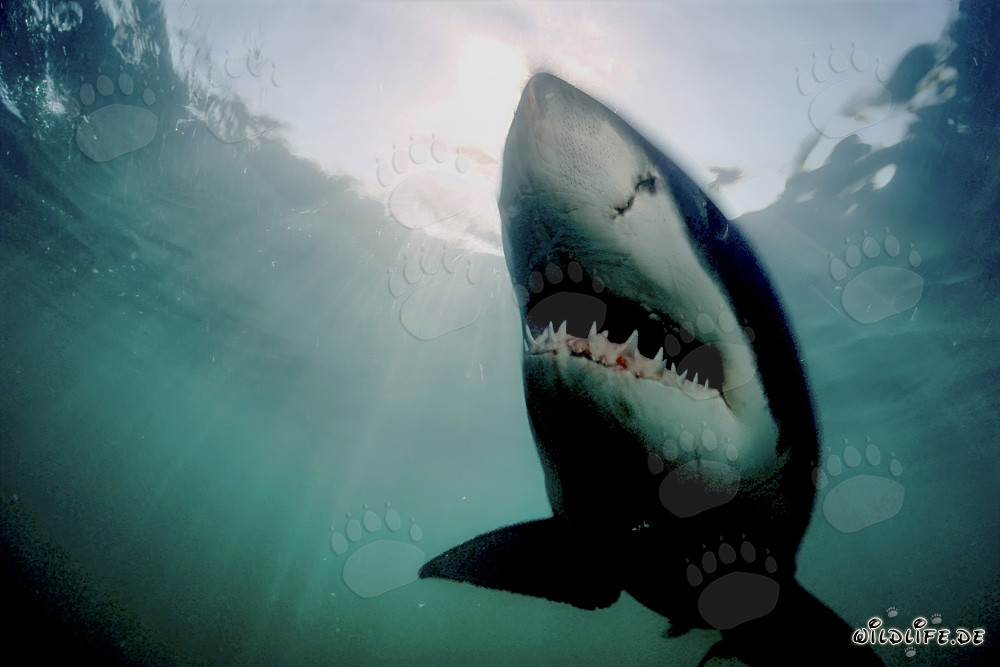 Impressionnante attaque verticale du grand requin blanc