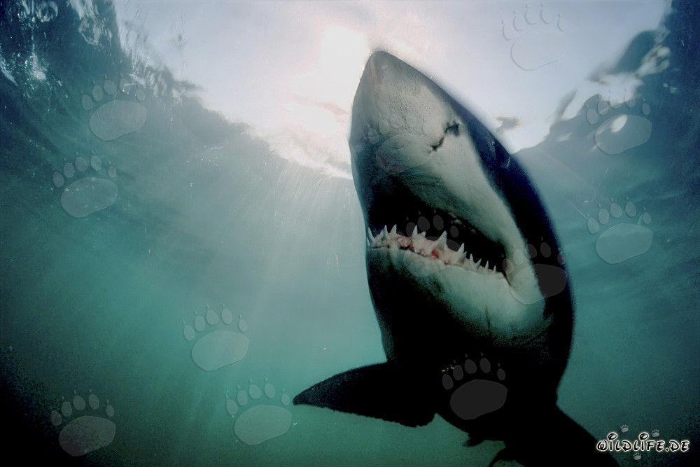 Impressive Vertical Attack of the Great White Shark