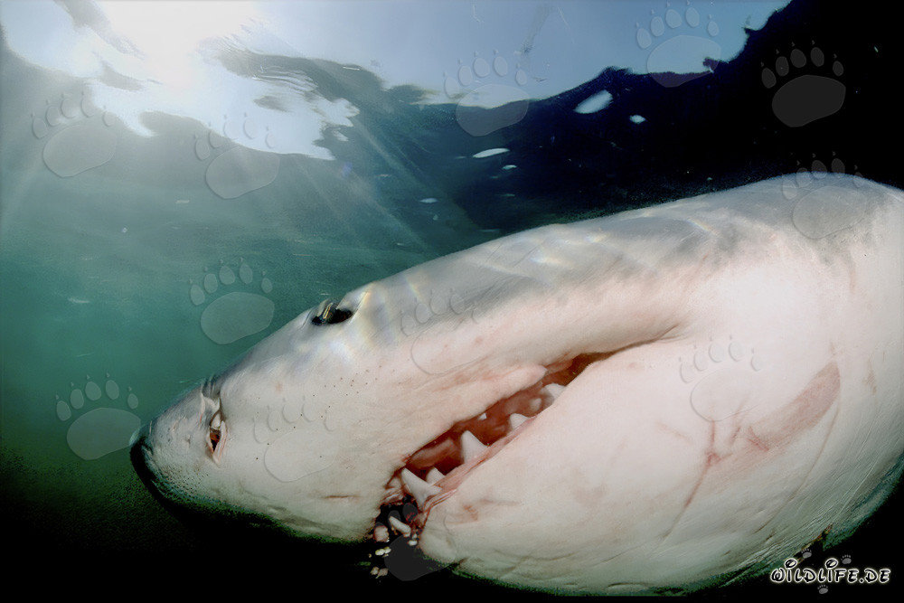 Gran tiburón blanco en busca de presas frente a la Isla Dyer