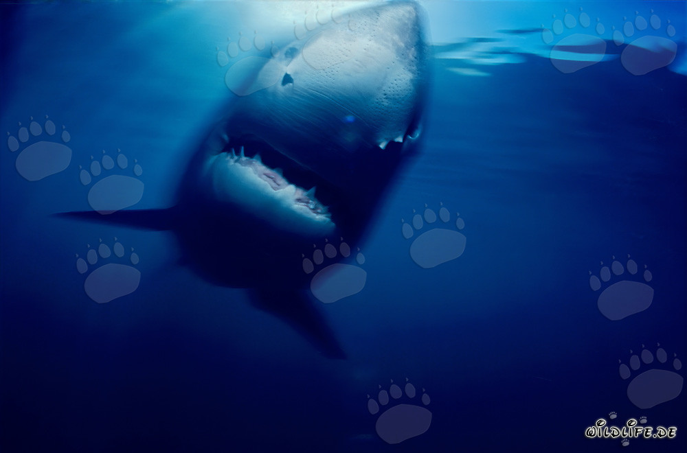 A Fascinating Great White Shark near Geyser Rock and Dyer Island, South Africa