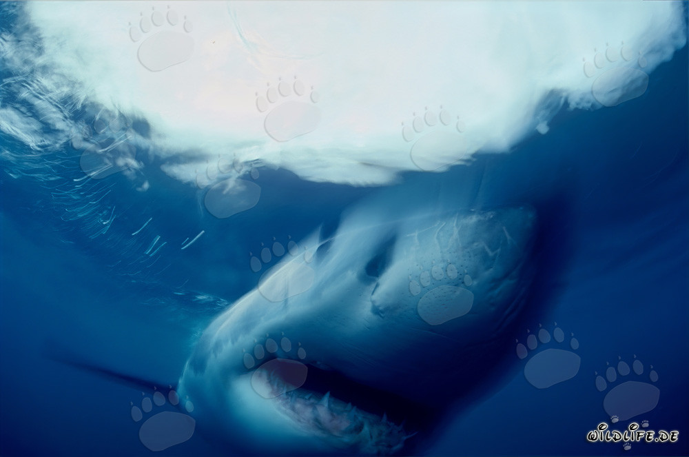 Grand requin blanc fascinant au large de la côte sud-africaine