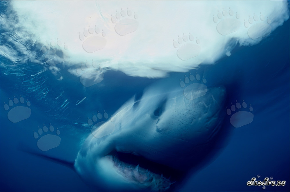 Fascinating Great White Shark off the coast of South Africa