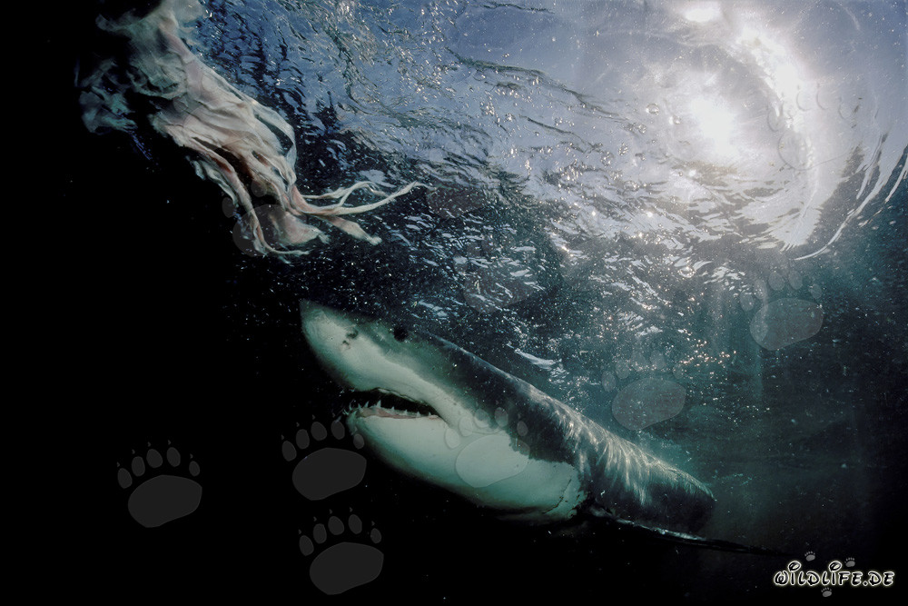 Majestic Great White Shark emerging from the depths
