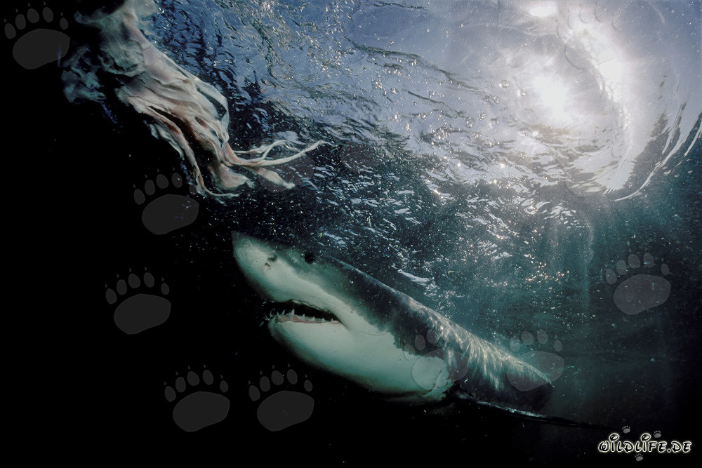 Grand requin blanc majestueux surgit des profondeurs