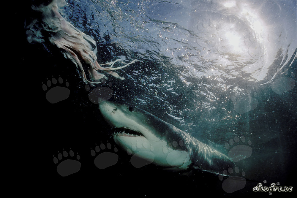 Majestuoso tiburón blanco emerge de las profundidades