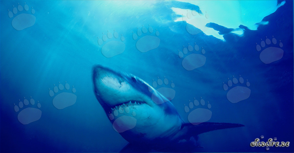 Grand requin blanc impressionnant traversant l'eau au large de la côte sud-africaine