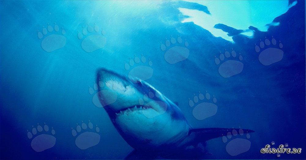 Impressive Great White Shark swimming through the water off the coast of South Africa