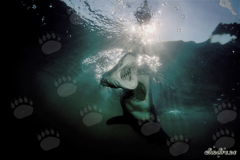 Great White Shark attacking Sevengill Shark in South Africa