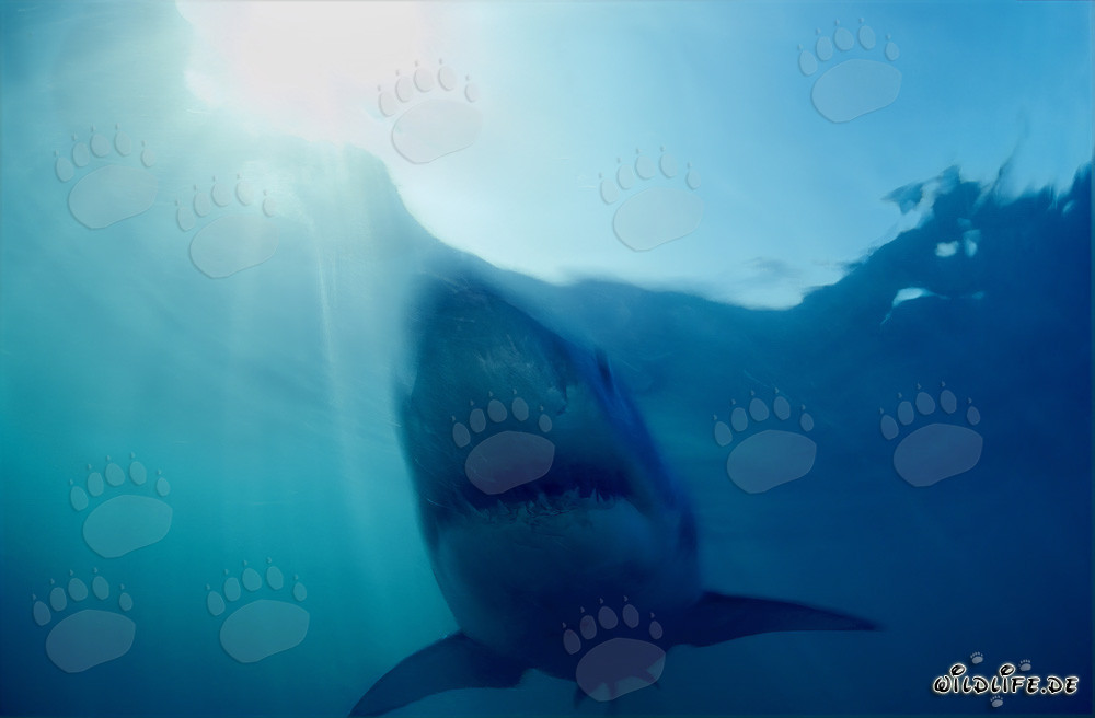 Gran Tiburón Blanco: El temido depredador de las profundidades marinas