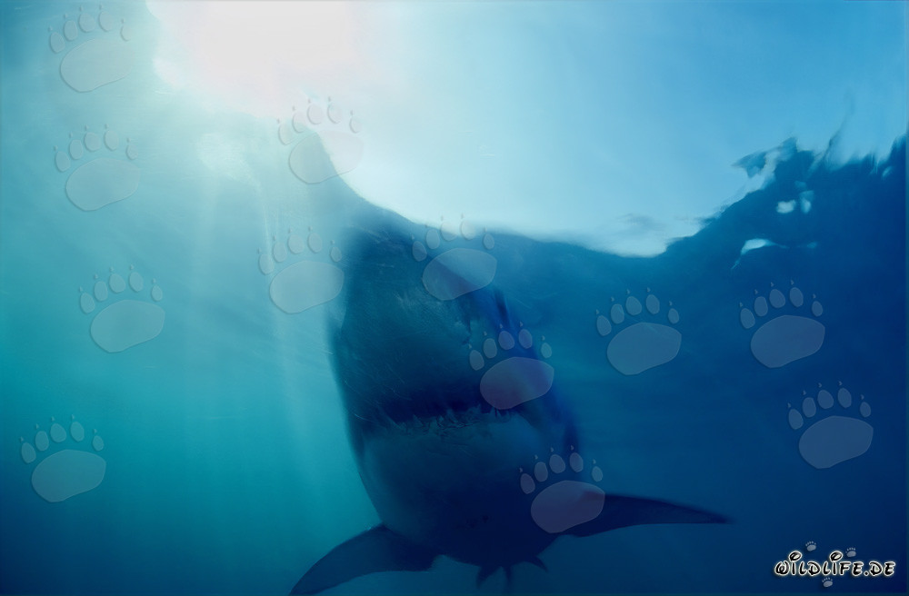 Grand Requin Blanc : Le redoutable chasseur des profondeurs