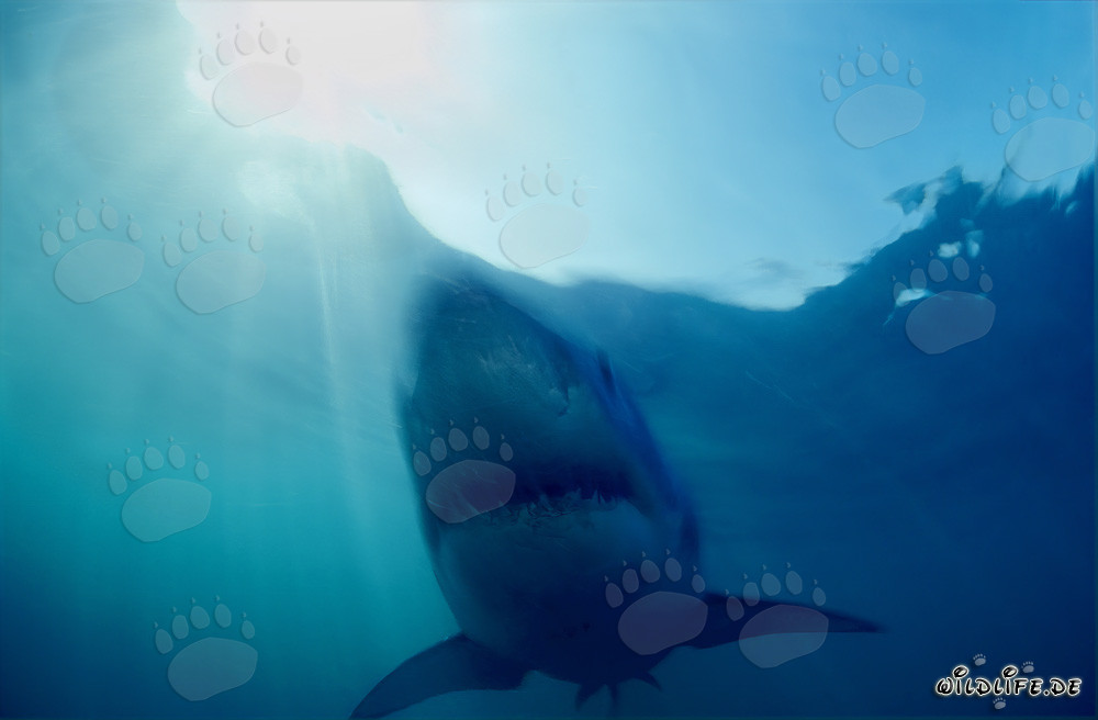 Impressive Great White Shark: The feared hunter of the deep sea