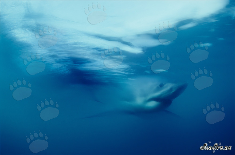 Impresionante Gran Tiburón Blanco en las aguas frente a Sudáfrica