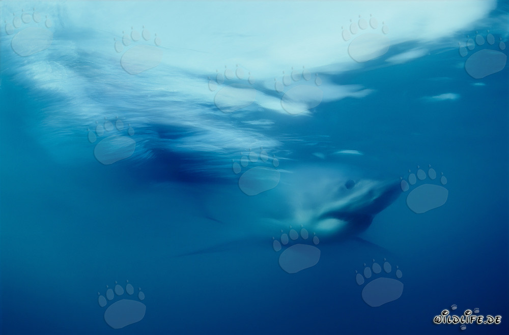 Grand requin blanc impressionnant dans les eaux au large de l'Afrique du Sud