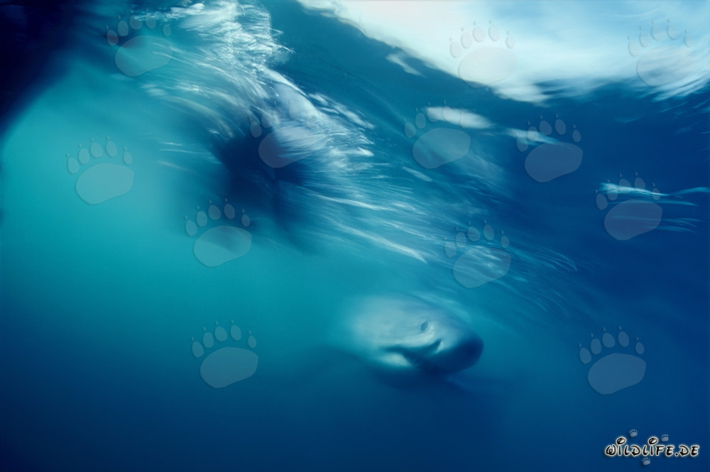 Rencontre avec un majestueux Grand Requin Blanc