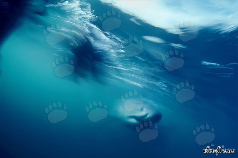 Encounter with a Majestic Great White Shark