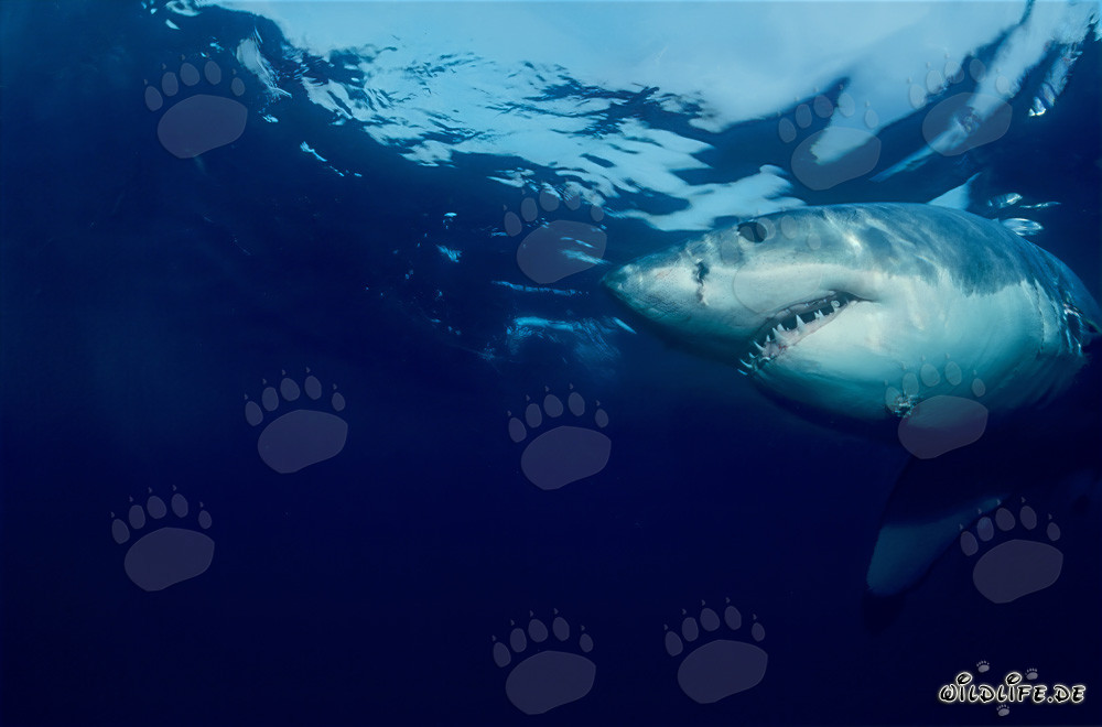 Gran Tiburón Blanco (Carcharodon carcharias) frente a la Isla Dyer, Sudáfrica