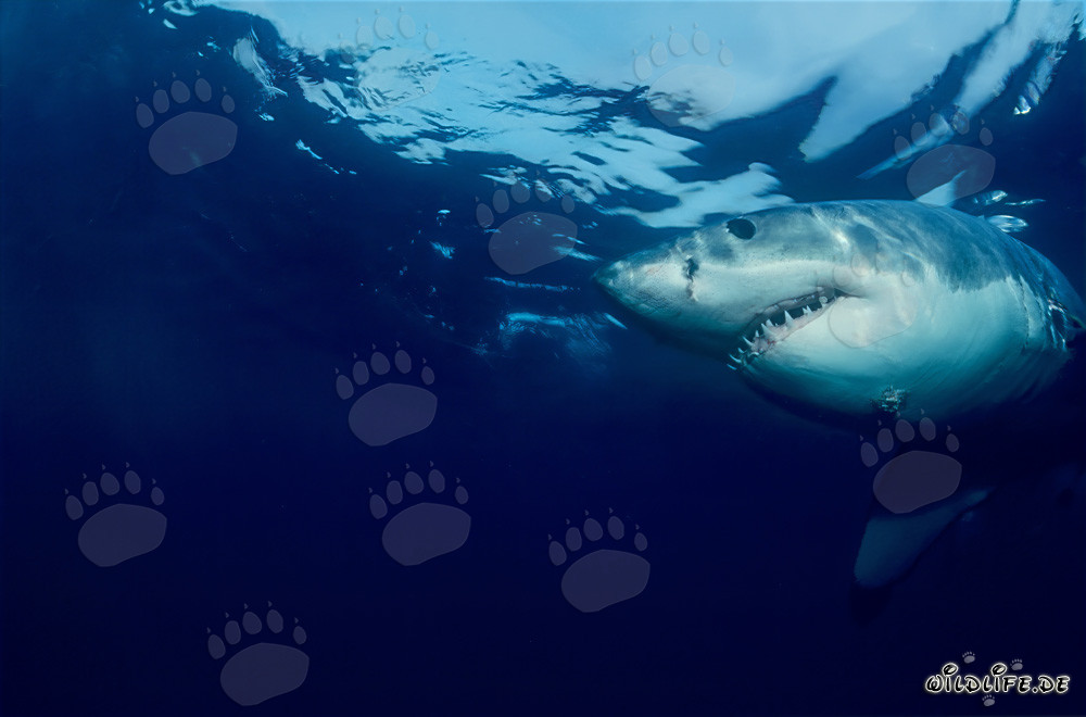 Grand Requin Blanc (Carcharodon carcharias) devant l'île Dyer, Afrique du Sud