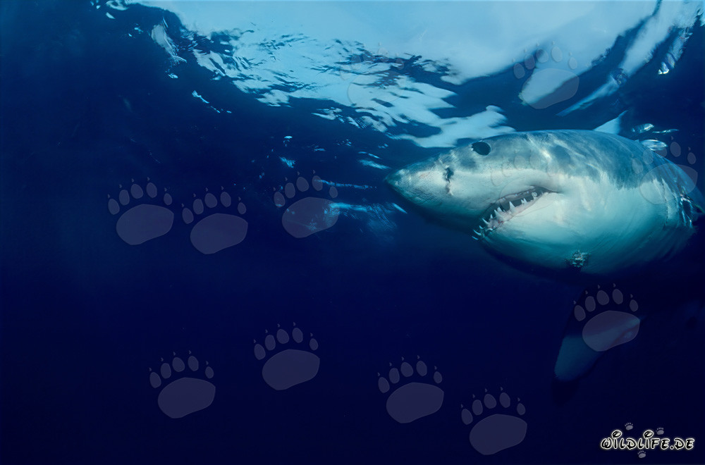 Great White Shark (Carcharodon carcharias) near Dyer Island, South Africa