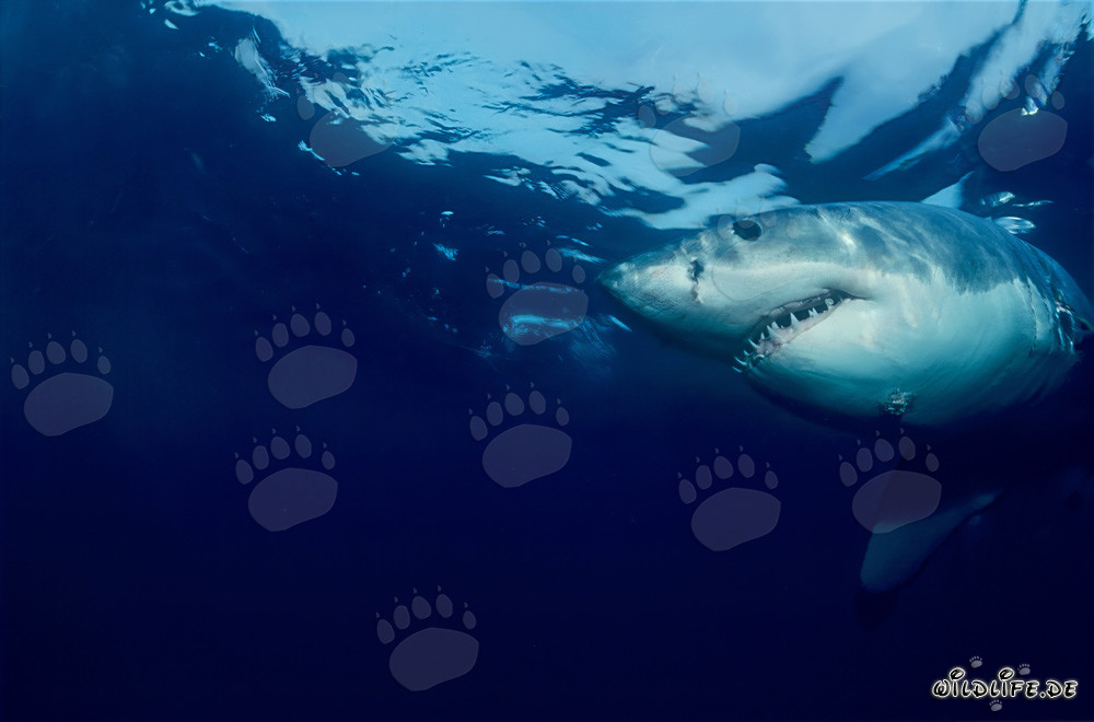 Großer Weißer Hai (Carcharodon carcharias) vor Dyer Island, Südafrika