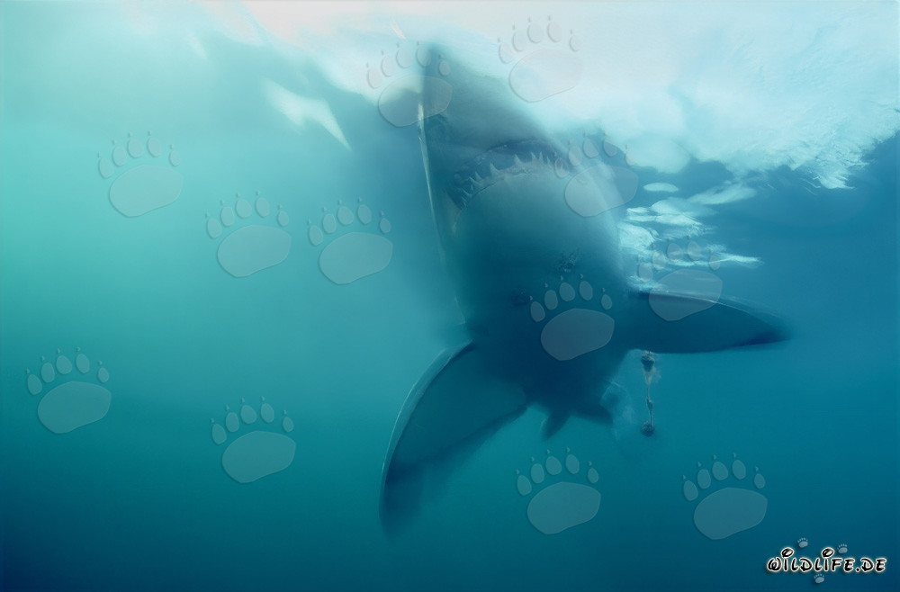 Gran tiburón blanco emerge abruptamente