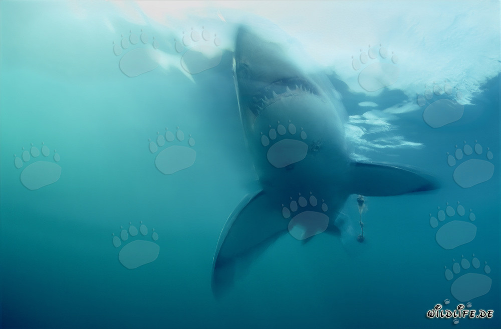 Grande requin blanc émerge abrupt