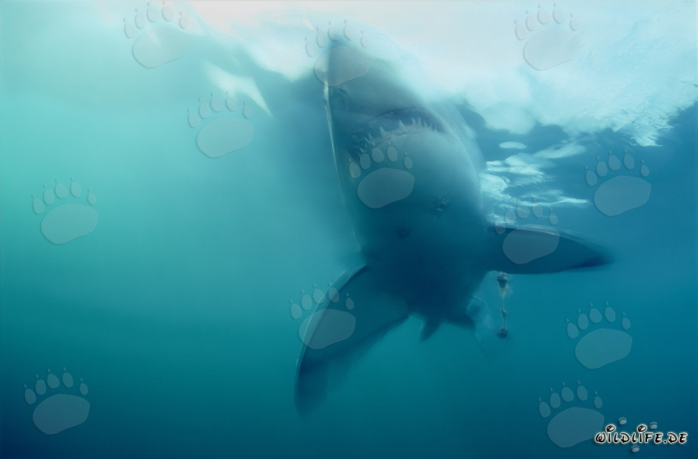 Impressive Great White Shark emerges steeply from the depths