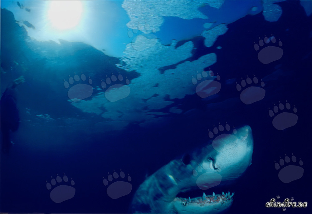 Grand requin blanc observant la surface de l'eau au large de la côte sud-africaine