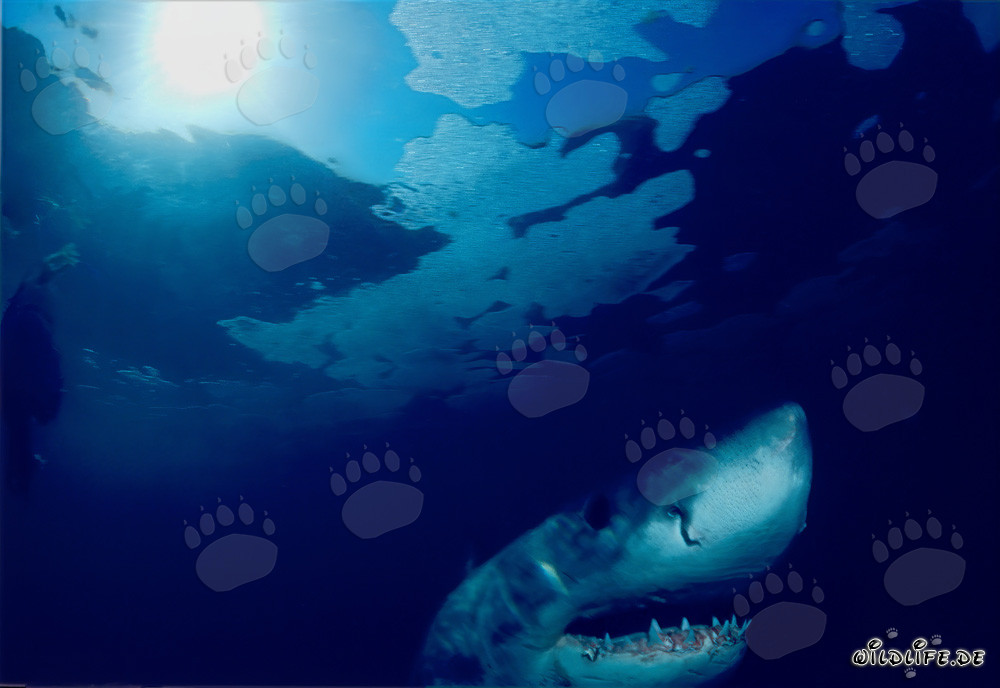 Impressive Great White Shark observing the water surface off the coast of South Africa