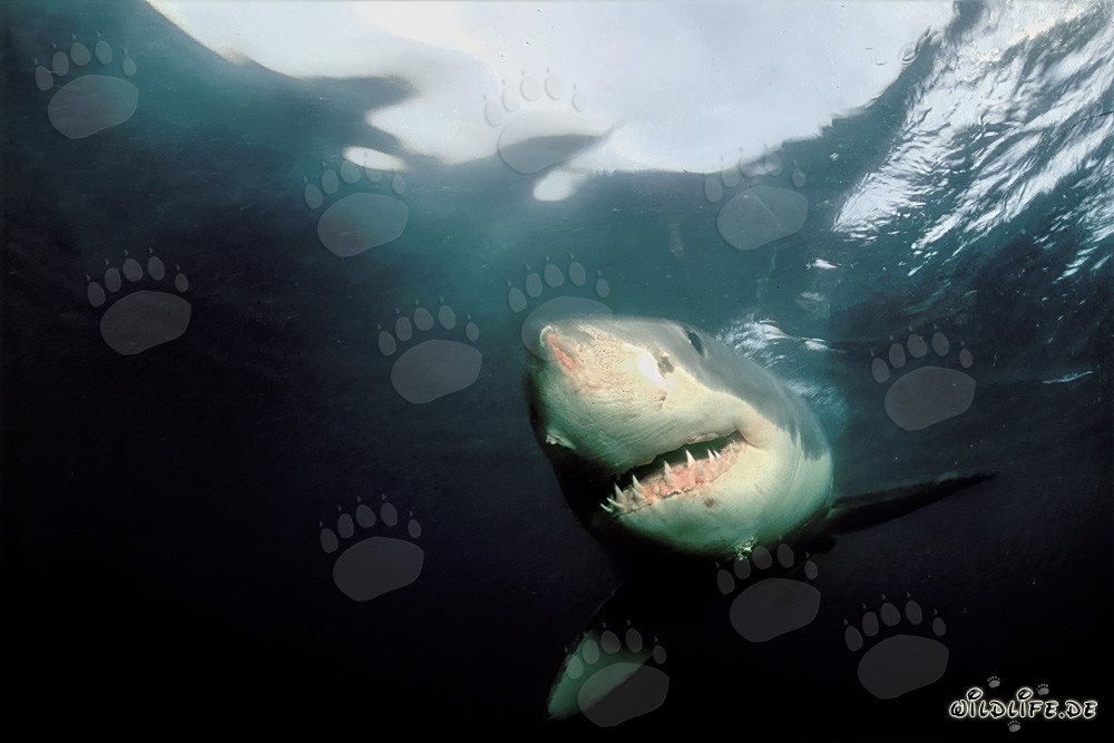 Grand requin blanc nage dans les eaux sombres au large de la côte sud-africaine