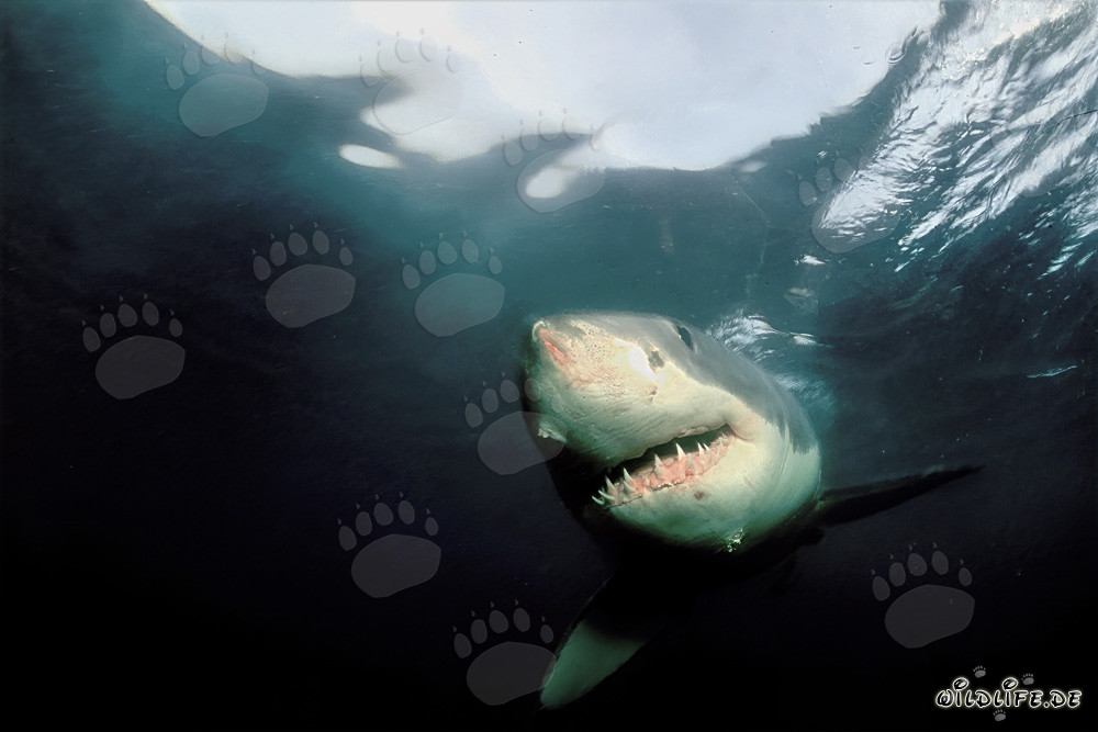 Impressive Great White Shark swimming in the dark waters off the coast of South Africa