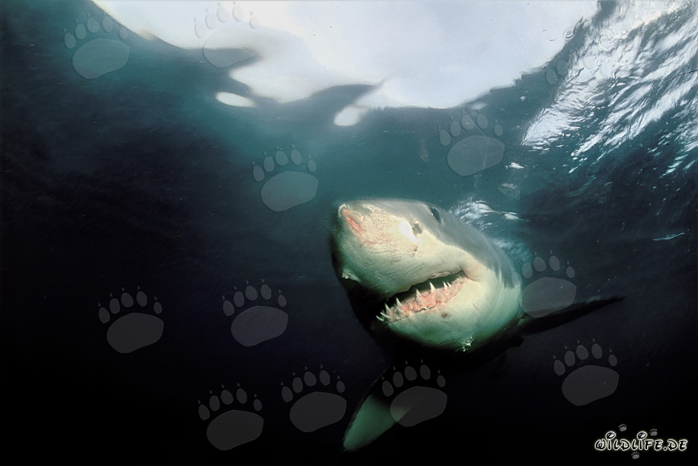 Impresionante tiburón blanco nada en las aguas oscuras frente a la costa de Sudáfrica