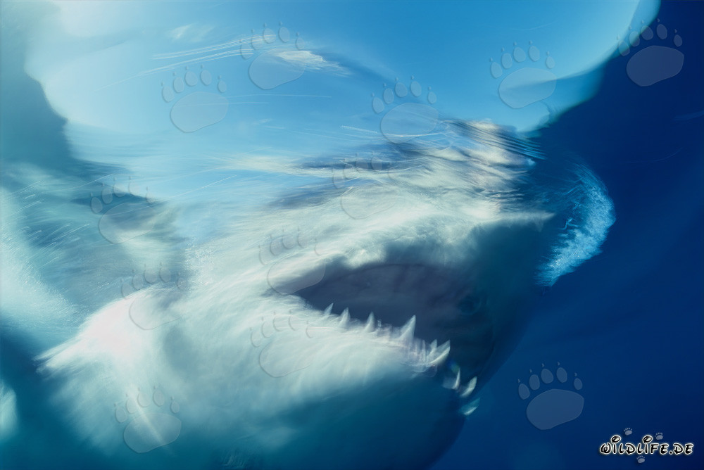 Phantom Great White Shark near Dyer Island in South Africa