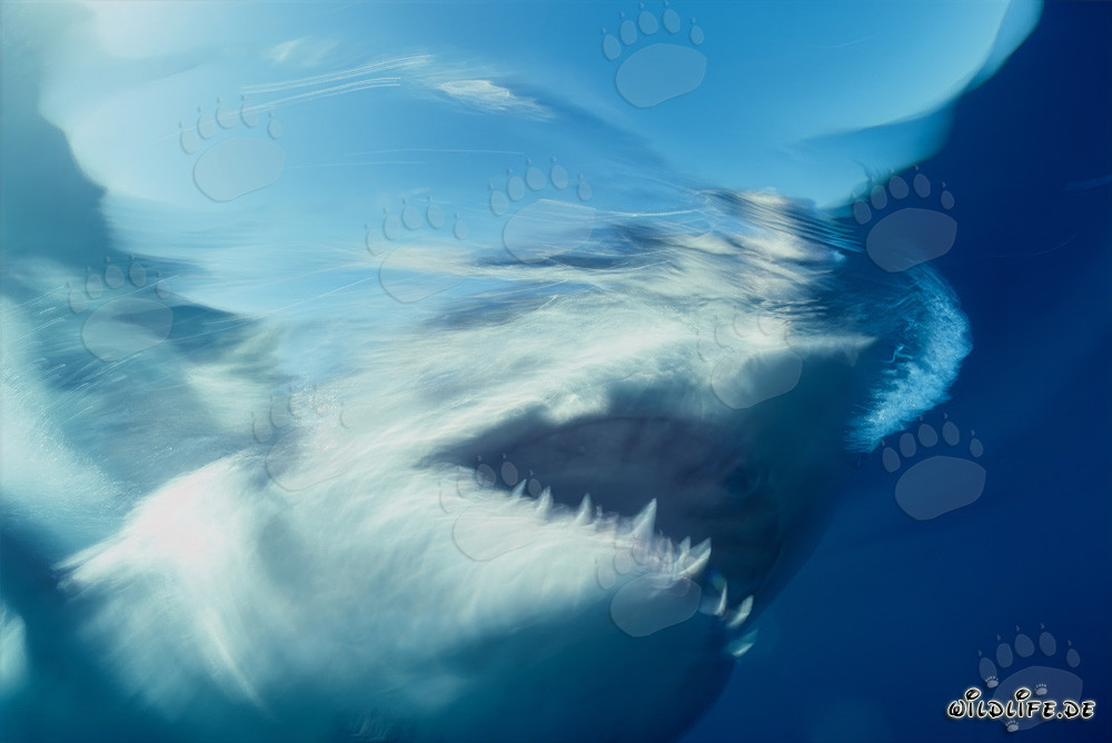 Tiburón Blanco Fantasma frente a la Isla Dyer en Sudáfrica