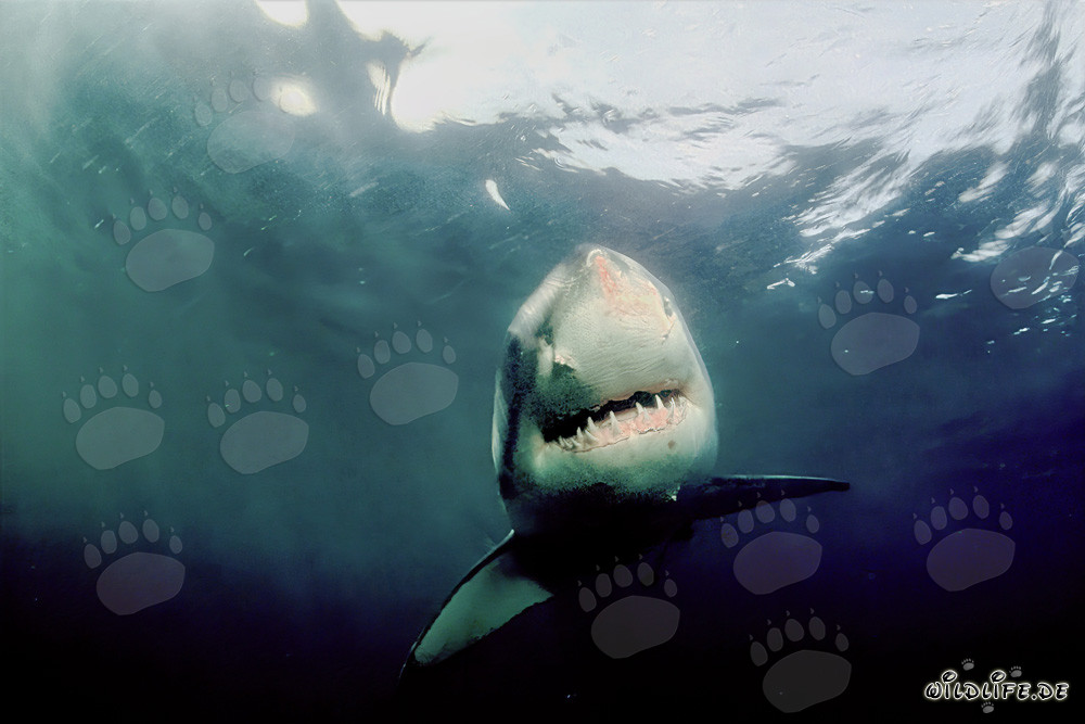 Le Grand Requin Blanc - créature fascinante des mers