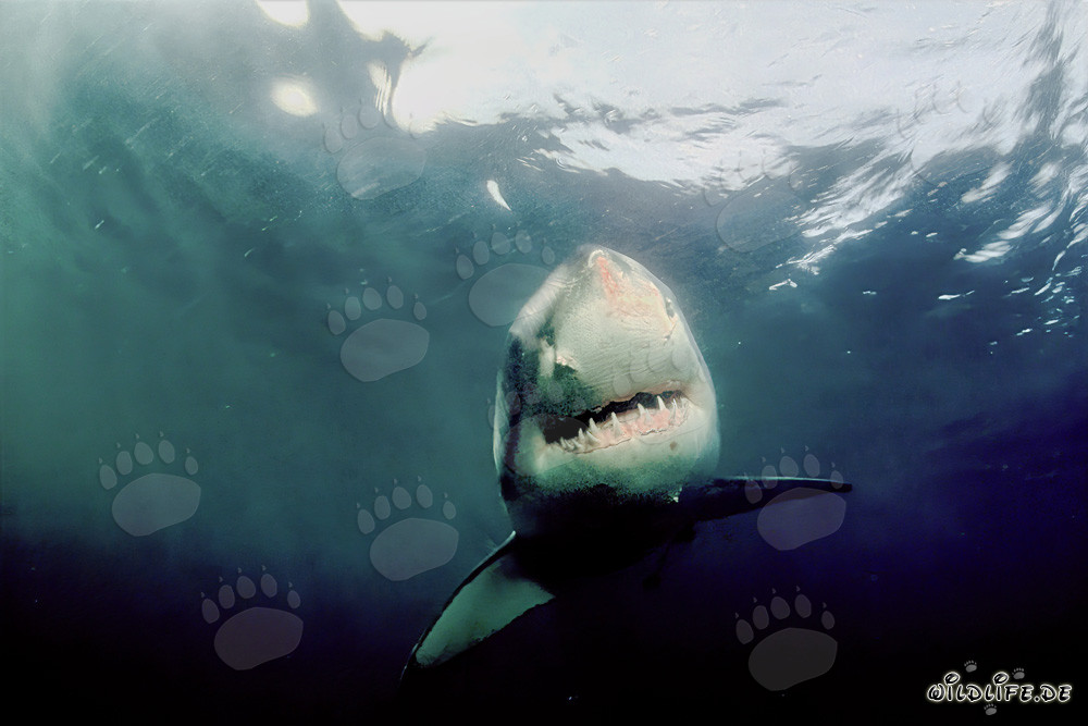 The Great White Shark – fascinating creature of the seas