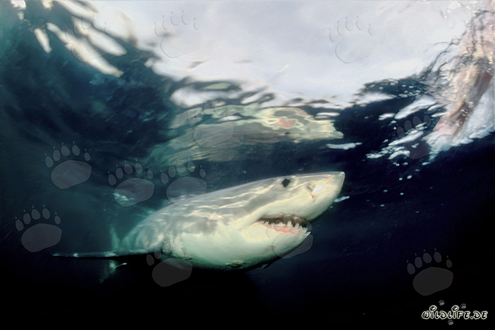 El Gran Tiburón Blanco - Rey de los Océanos y Protector del Ecosistema