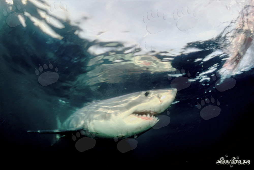 Le Grand Requin Blanc - Roi des Océans et Protecteur de l'Écosystème
