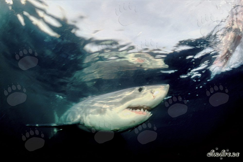 The Great White Shark - King of the Oceans and Guardian of the Ecosystem