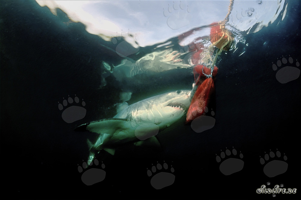 Majestic Great White Shark at the bait buoy off South Africa