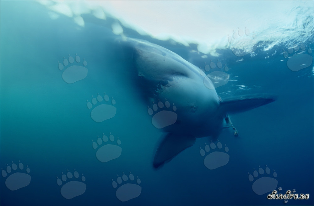 Majestueux : Le grand requin blanc dans l'océan