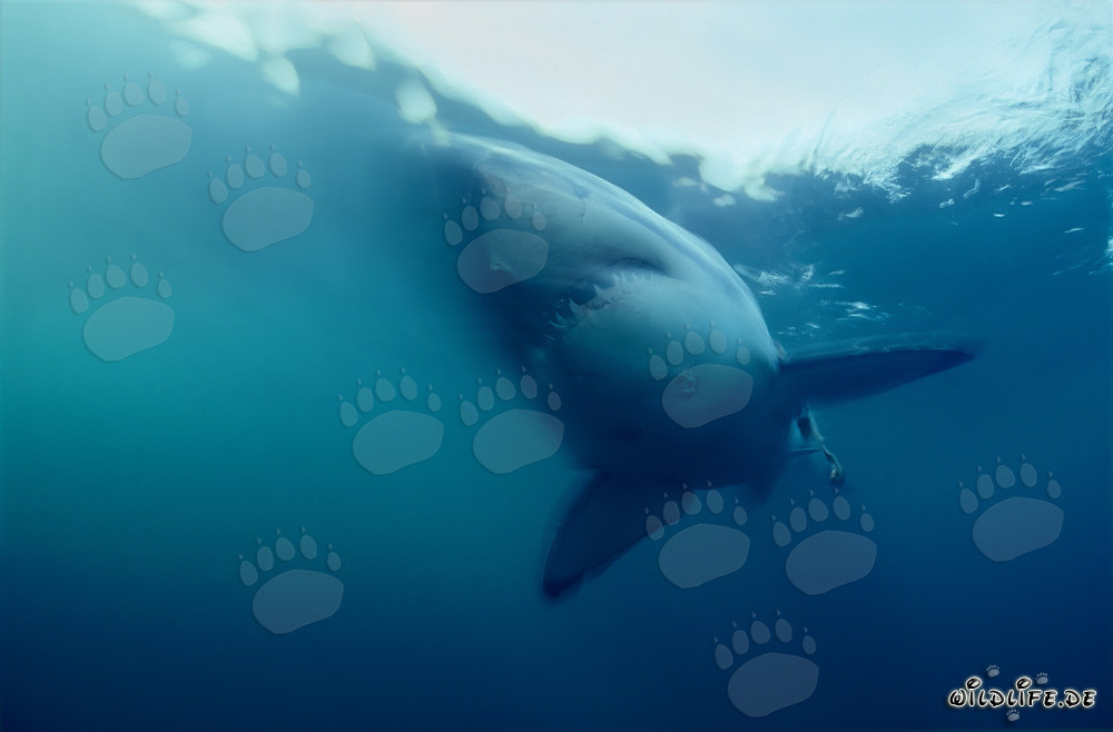 Majestic: The Great White Shark in the Ocean