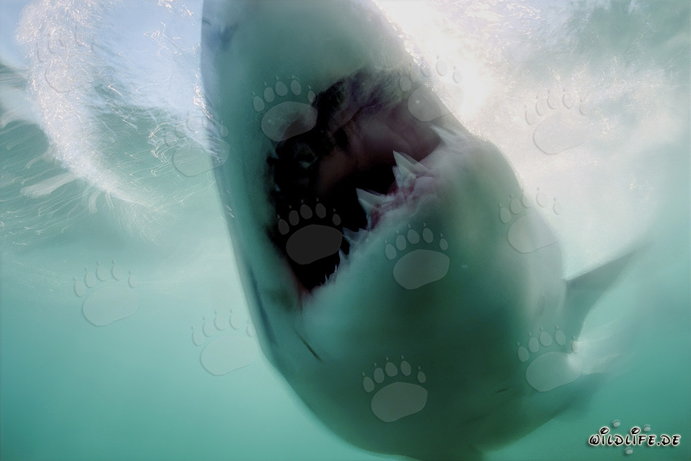 El gran tiburón blanco ha alcanzado su objetivo
