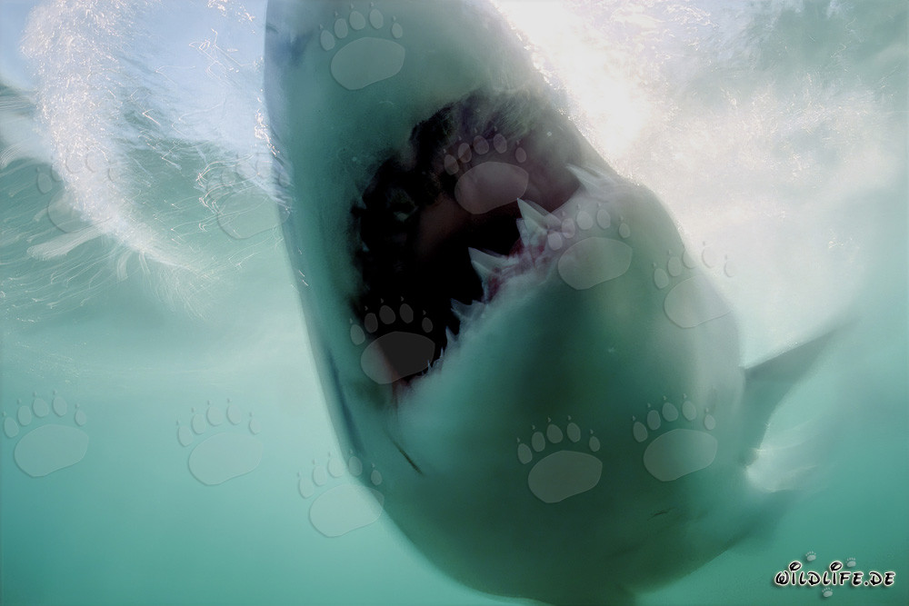 Le grand requin blanc a atteint son objectif