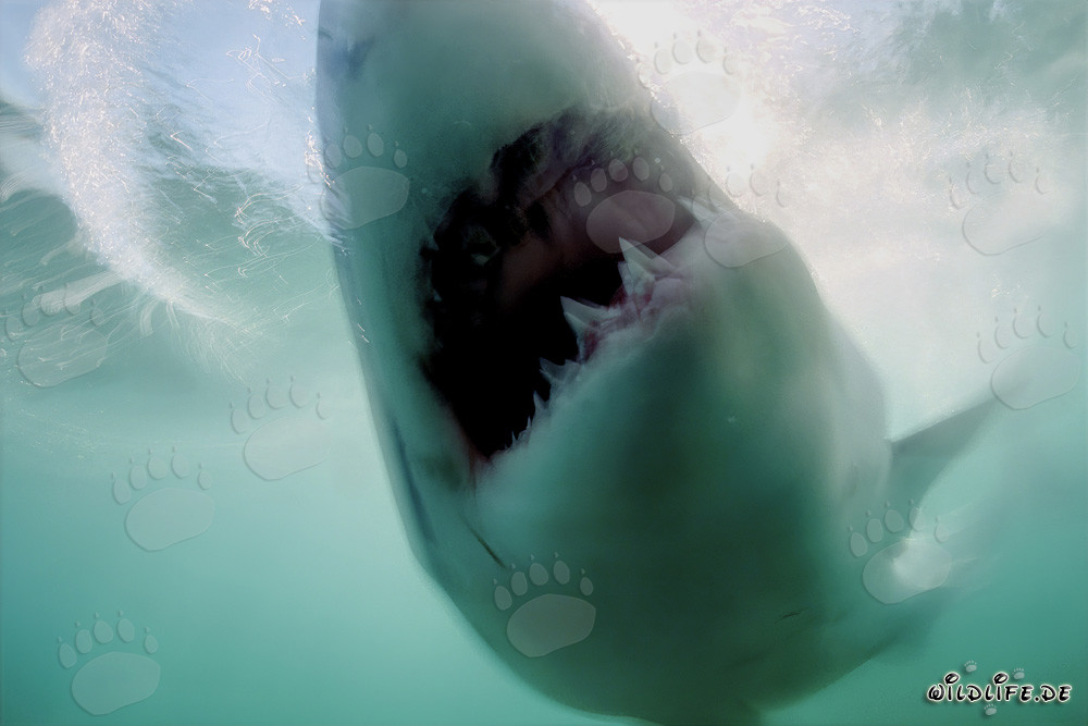 The Great White shark has reached its target
