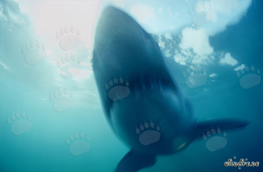 Phantom Great White Shark near Dyer Island in South Africa